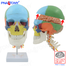 Modèle en plastique démontable de crâne de cerveau de 8 parties de l&#39;homme en plastique de PNT-1154C